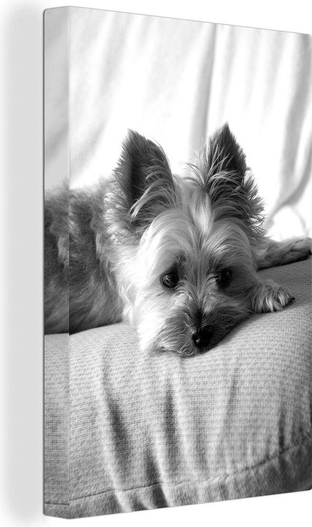 OneMillionCanvasses - Leinwandbilder - 90x140 cm, Yorkshire Terrier schlafend auf dem Sofa - schwarz und weiß, Wandbilder Kunstdruck Wanddekorat...