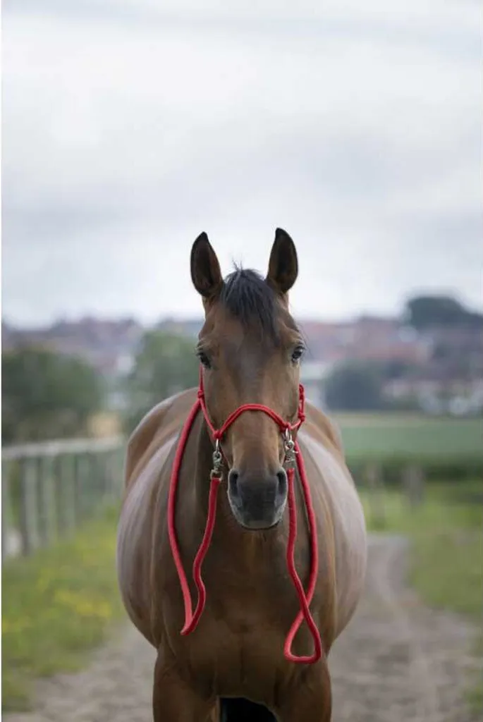 Cavezza Etnologica Norton Rossa Warmblood con Redini | Acquista Online
