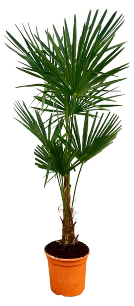 Trachycarpus Fortuneii - Höhe 140-160 cm - Winterhart - Chinesische Fächerpalme - Gartenpflanze - Topfgröße Ø27cm
