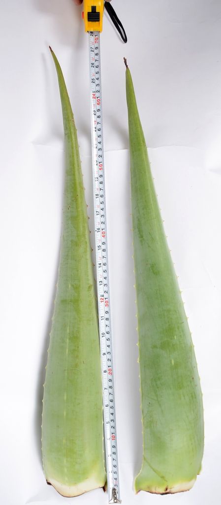 2 Aloe Vera Pflanze Blätter Barbadensis Miller 800g 80cm lang frisch