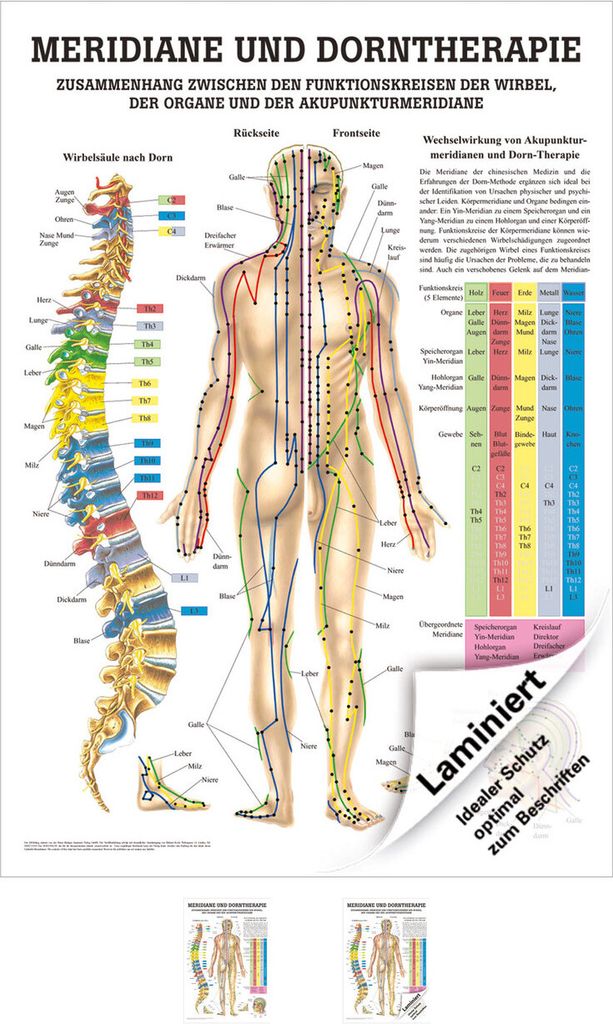 Meridiane u. Dorn Mini-Poster Anatomie 34x24 cm Produktbild 