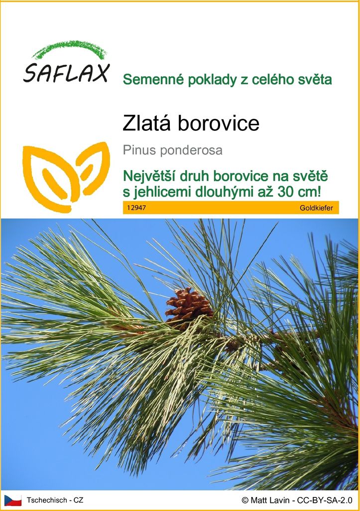 SAFLAX - zlatá borovice - Pinus ponderosa - 20 Semena Obrázek produktu 