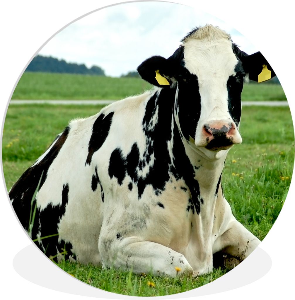 MuchoWow Rundes Wandbild - Runde Bilder Kuh - Gras - Tiere - Berg Ø 90 cm Kreis Wanddekoration Kunststoff - Wandkreis - Wandschmuck - Wand-Kreis...