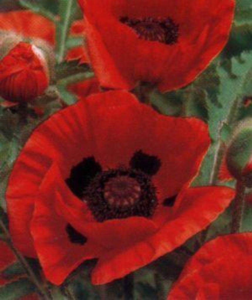 6 x Papaver or. 'Marcus Perry' - Mohn - Topf 9 x 9 cm