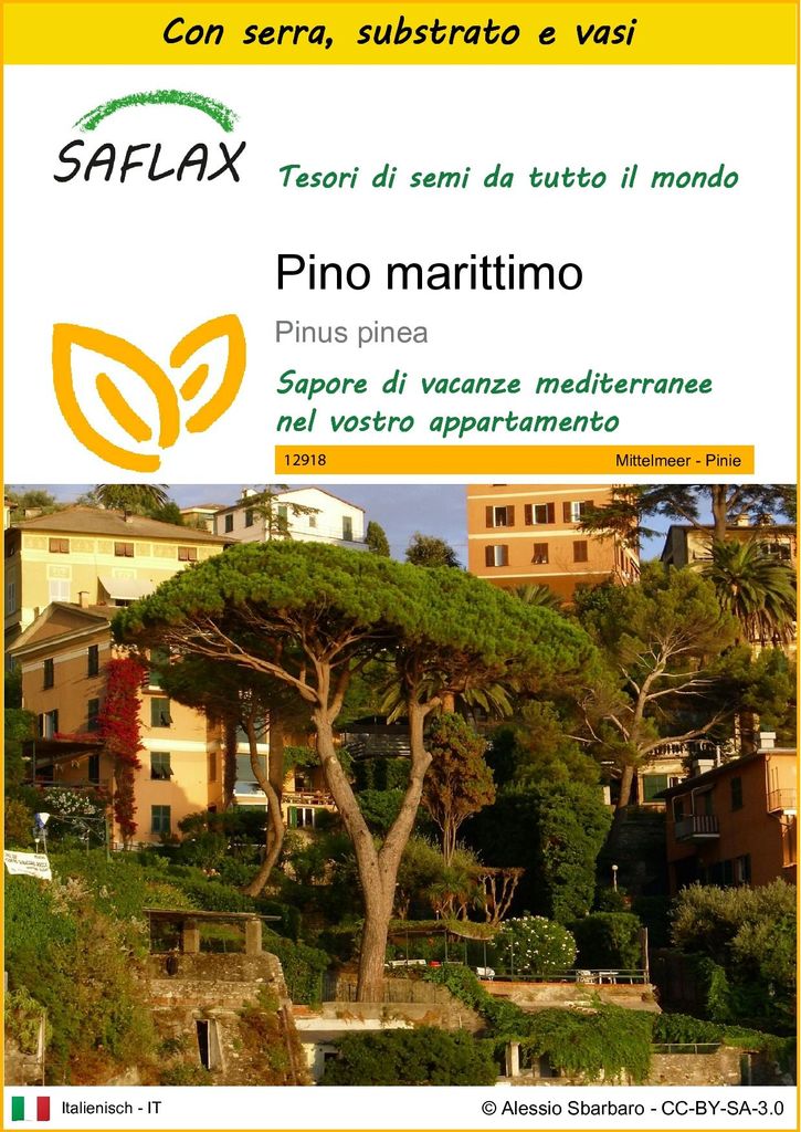 SAFLAX Insieme di coltivazione - Pino marittimo - 6 semi - Immagine del prodotto 