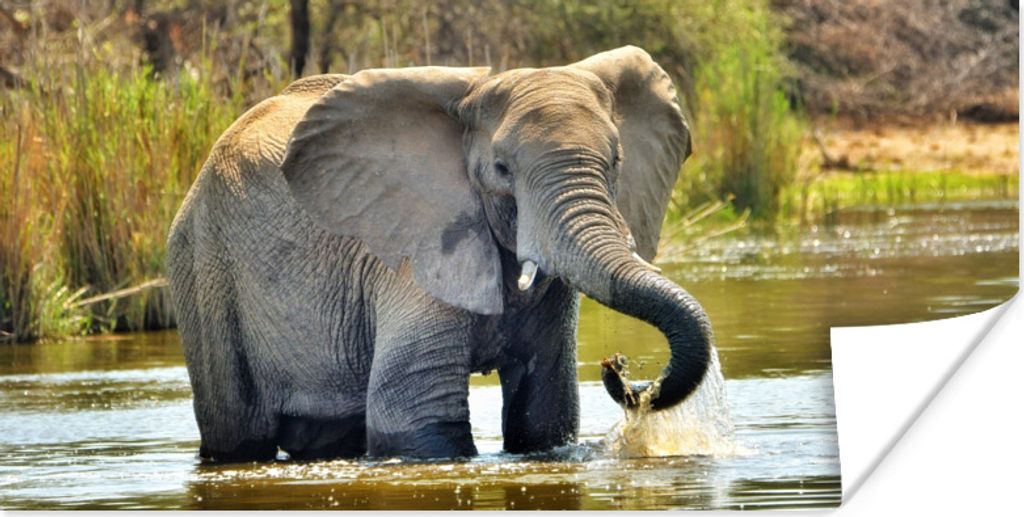 MuchoWow Poster Badender Elefant 120x60 cm - Bild