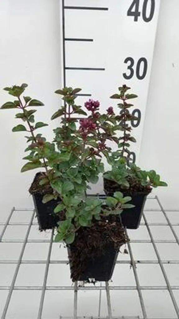 Origanum Rose Dome résistant à la chaleur | 6 plants pour jardin sec