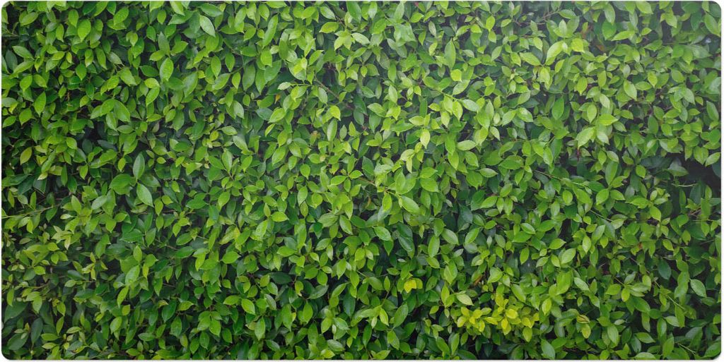 Grüne Wand Aus Blättern– Schreibtischunterlage – Schreibtisch Tischunterlage – 120x60 cm – Unterlage Groß Schreibtischmatte