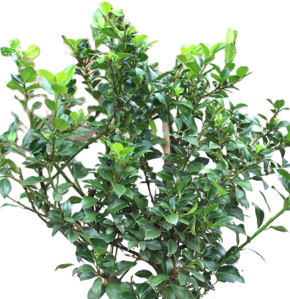 Stechpalme Ilex Heckenstar 80 - 100 cm Ilex Meserveae immergrün