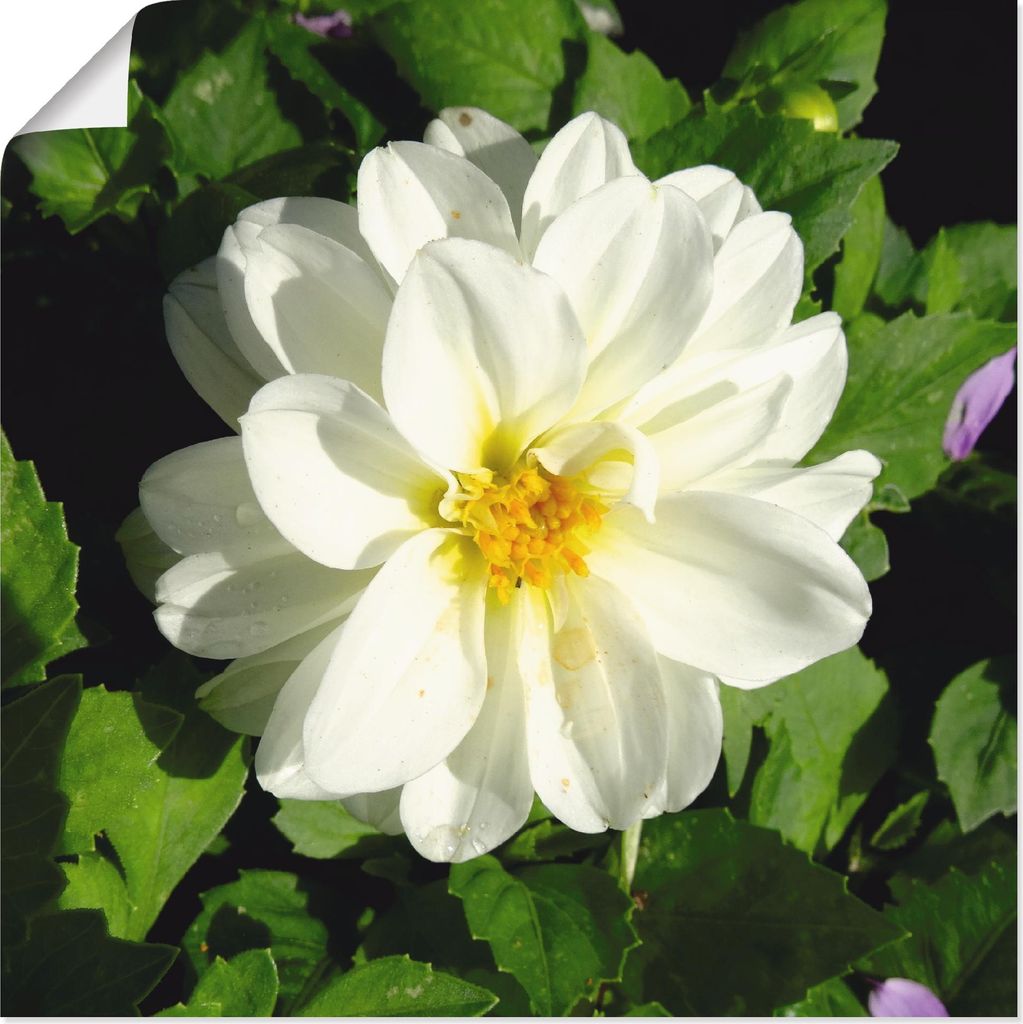 ARTland Poster Weiße Dahlienblüte Größe: 70x70 cm