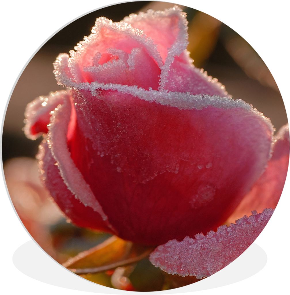 MuchoWow Rundes Wandbild - Runde Bilder Gefroren - Rose Ø 30 cm Kreis Wanddekoration Kunststoff - Wandkreis - Wandschmuck - Schlafzimmer - Bilde...