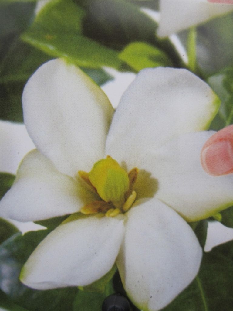 Gardenie Pinwheel - Gardenia jasminoides Pinwheel - immergrün 25-30