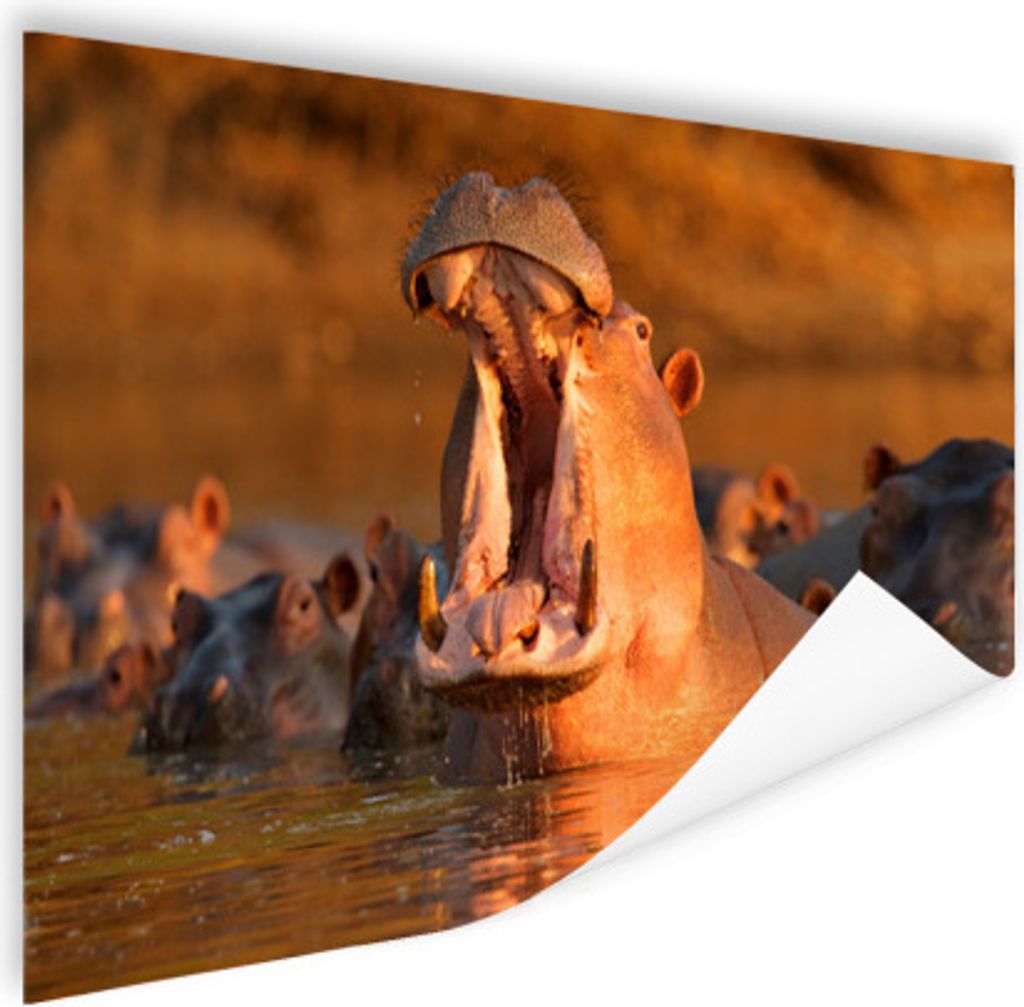MuchoWow Poster Nilpferde - Wasser 120x80 cm - Bilder