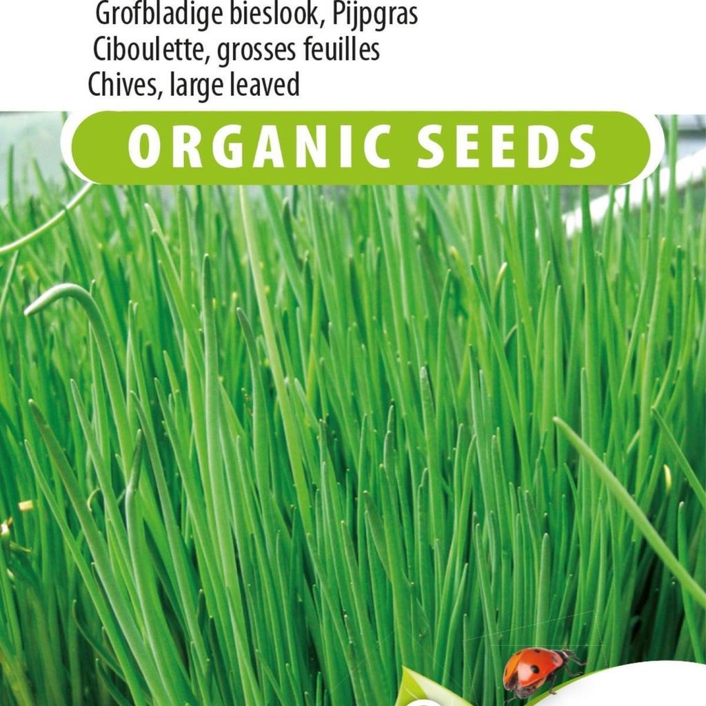 grobblättrige Schnittlauch-Staro-Samen für eine aromatische und vielseitige Ernte – ideal für Gemüsegarten und Kräutertopf