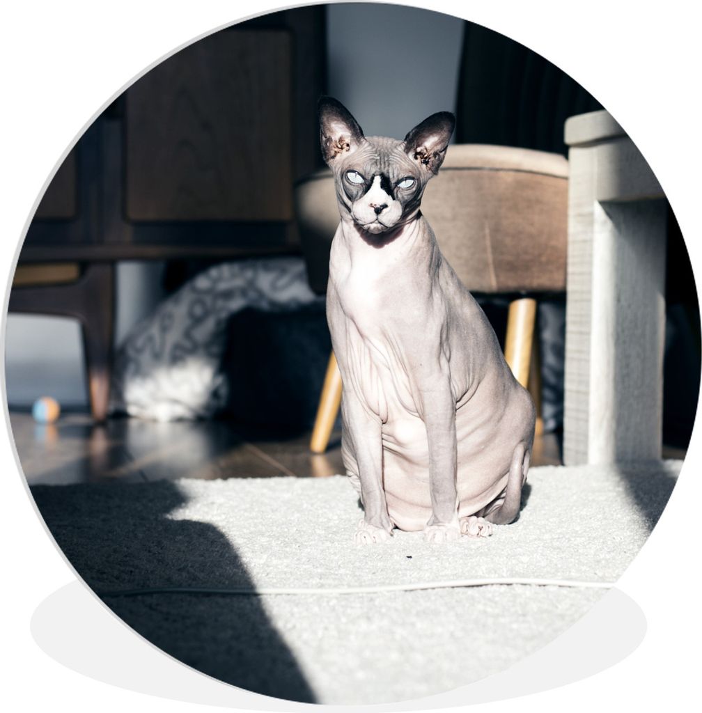 MuchoWow Rundes Wandbild - Runde Bilder Sonnenstrahlen auf der Sphynx-Katze Ø 90 cm Kreis Wanddekoration Kunststoff - Wandkreis - Wandschmuck - ...