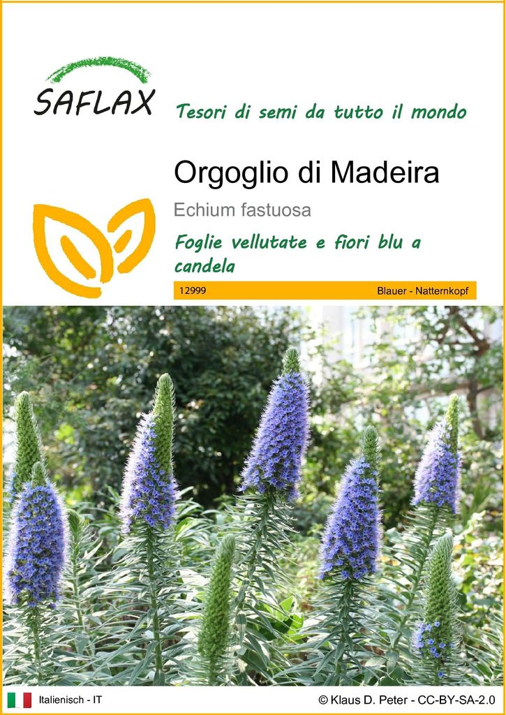 SAFLAX  - Orgoglio di Madeira - 100 semi - Echium Immagine del prodotto 