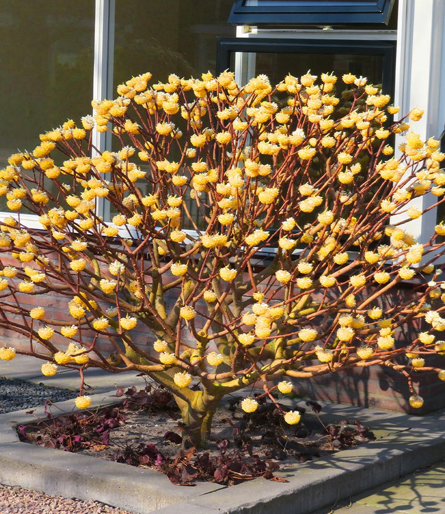 BALDUR-Garten Edgeworthia Grandiflora, 1 Pflanze, Produktbild 4