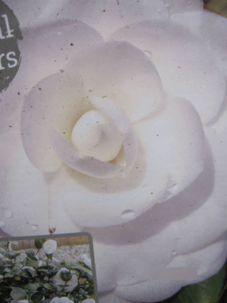 Camellia japonica Dahlonega - Japanische Kamelie Dahlonega