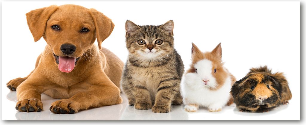 Tulup Leinwandbild - 125x50 cm - Wandkunst - Drucke auf Leinwand - Leinwanddruck - Tiere - Braun - Hund und Katze