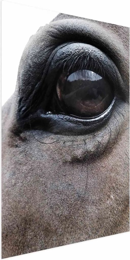 Posterpapier Poster - Honest Eyes 21x30 cm Tiere g-A-0201-ao-a