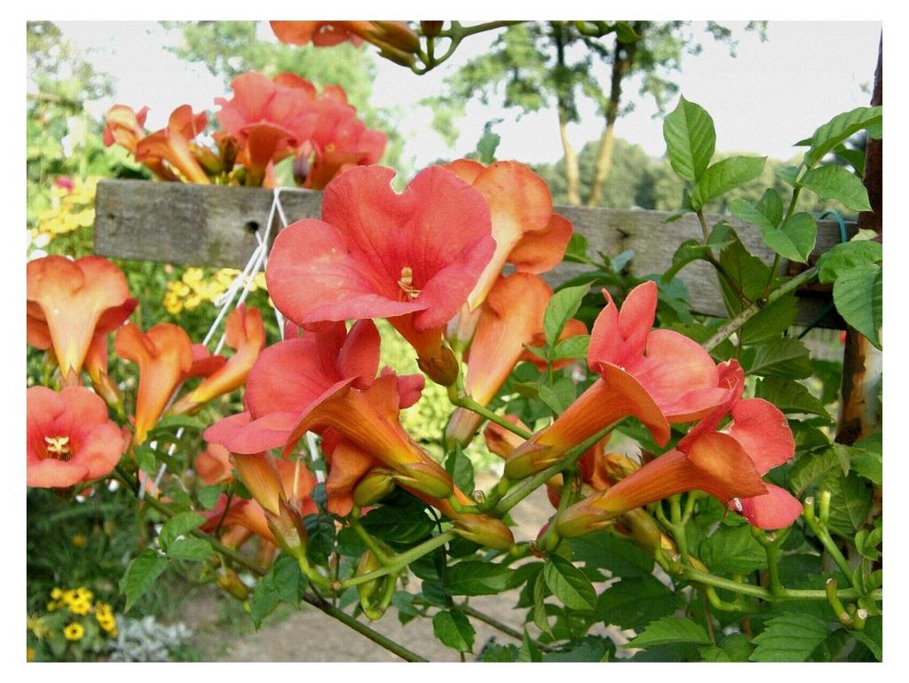 Klettertrompete Campsis × tagliabuana 'Mme Galen' Pflanze 5-10cm veredelt