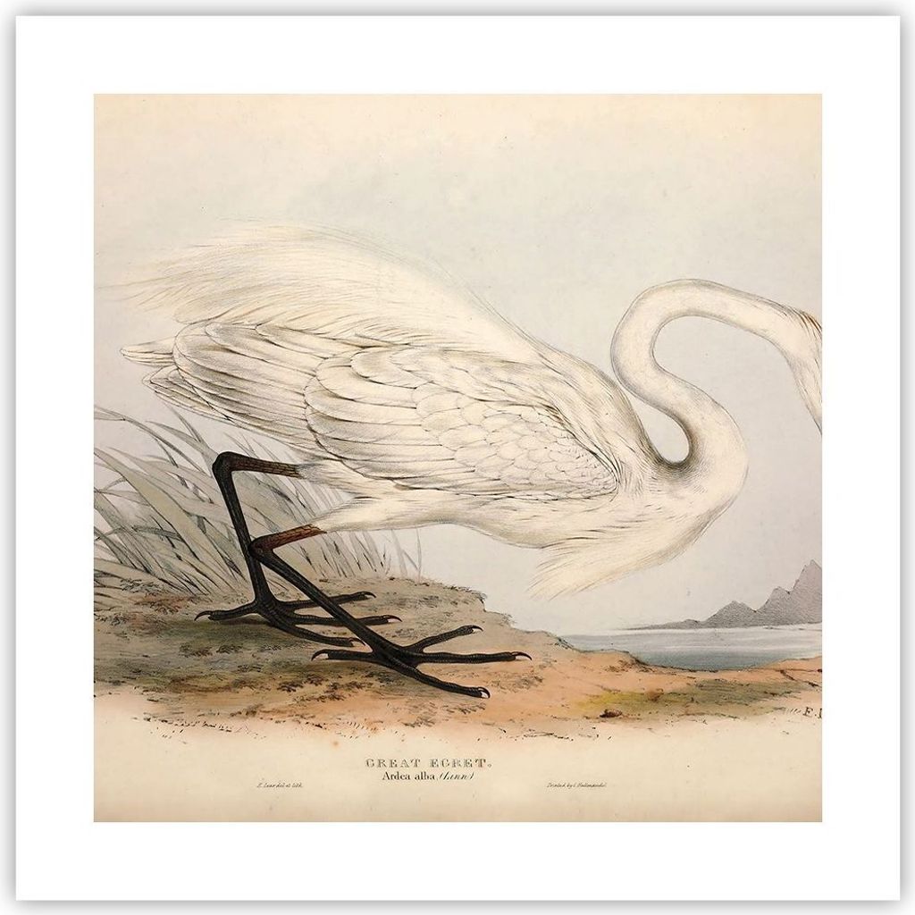 Poster - Poster ohne Rahmen - Vogel Weiß Reiher - 40x40 cm - Wand Bild - Wanddeko - Wandbilder - Kunstposter - Wandposter - Bilder - Kunstdruck - ...