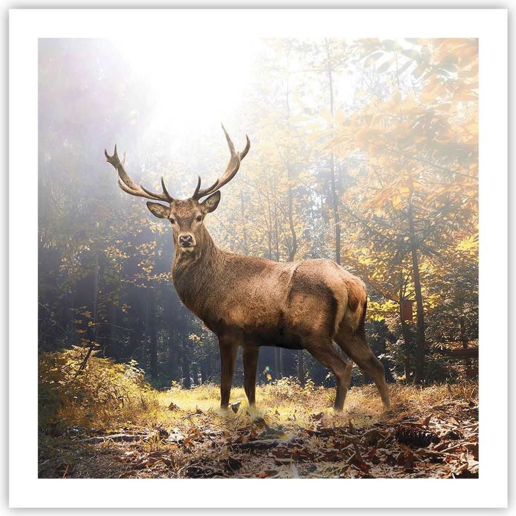 Poster - Poster ohne Rahmen - Licht Hirsch Wald - 60x60 cm - Wand Bild - Wanddeko - Wandbilder - Kunstposter - Wandposter - Bilder - Kunstdruck - W...