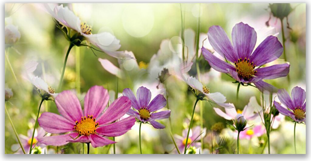 Tulup Leinwand-Bilder 140x70 Wandbild Canvas Kunstdruck Blumen Natur