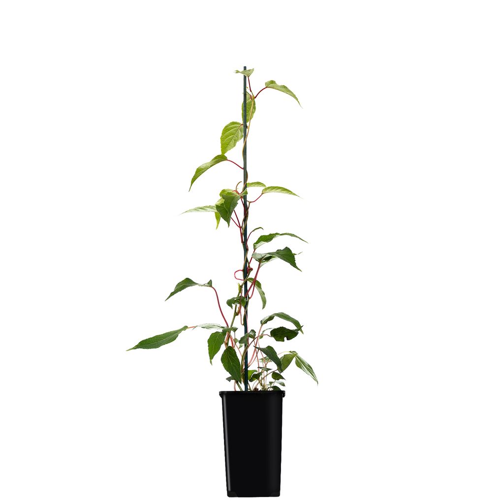 A young kiwi plant in a black pot, supported by a stake.