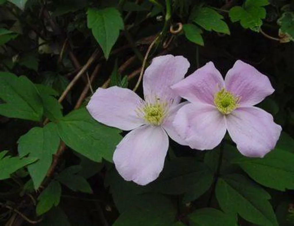 Clematis montana Fragrant Spring 50-60 cm : Clématite rose très parfumée