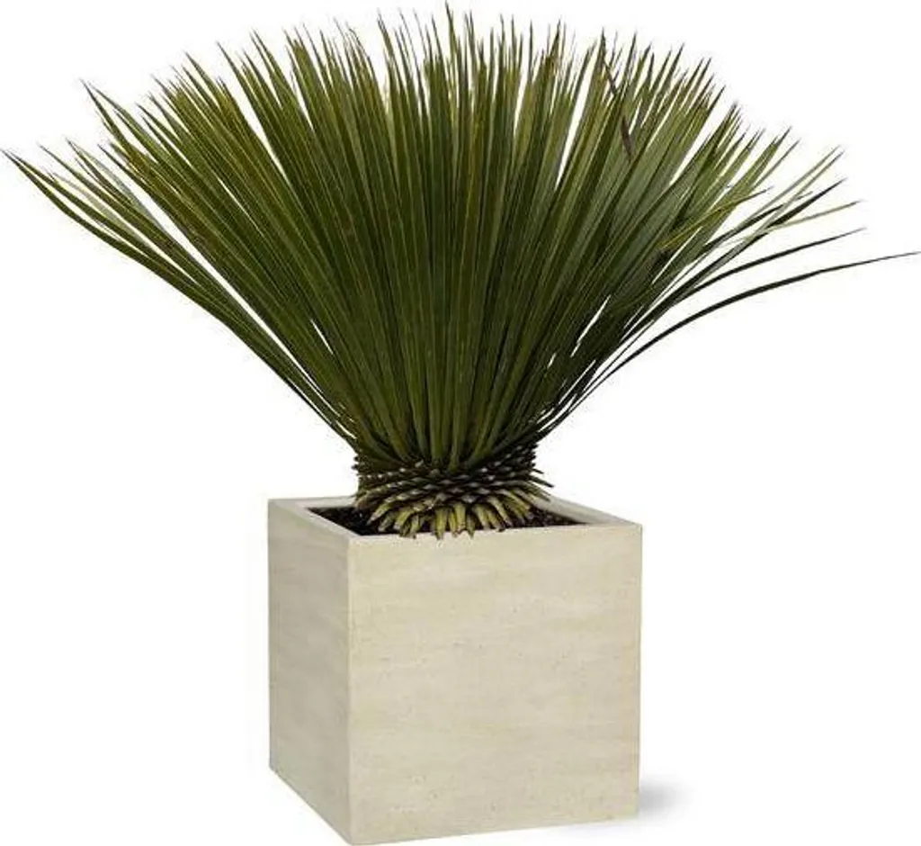 Yucca Rostrata pour terrasse et véranda - Grande plante exotique 80 cm