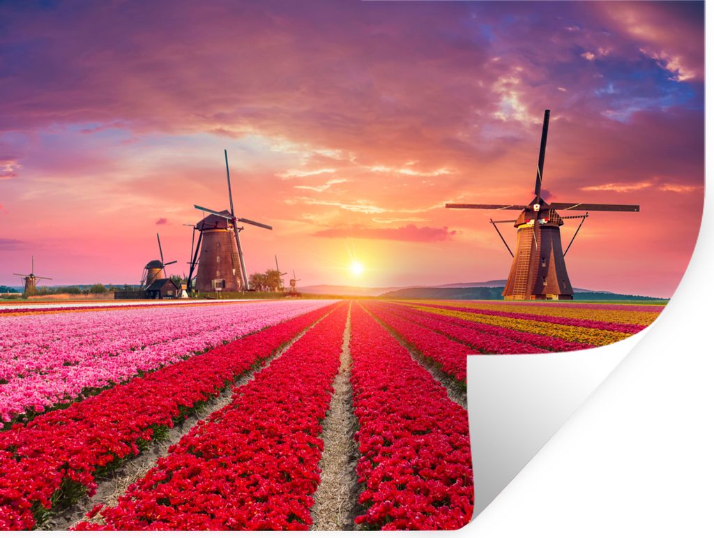 MuchoWow Wandtattoo Wandsticker Wandaufkleber Blumen - Windmühle - Tulpen - Sonnenuntergang - Rosa 160x120 cm Selbstklebend und Repositionierbar...