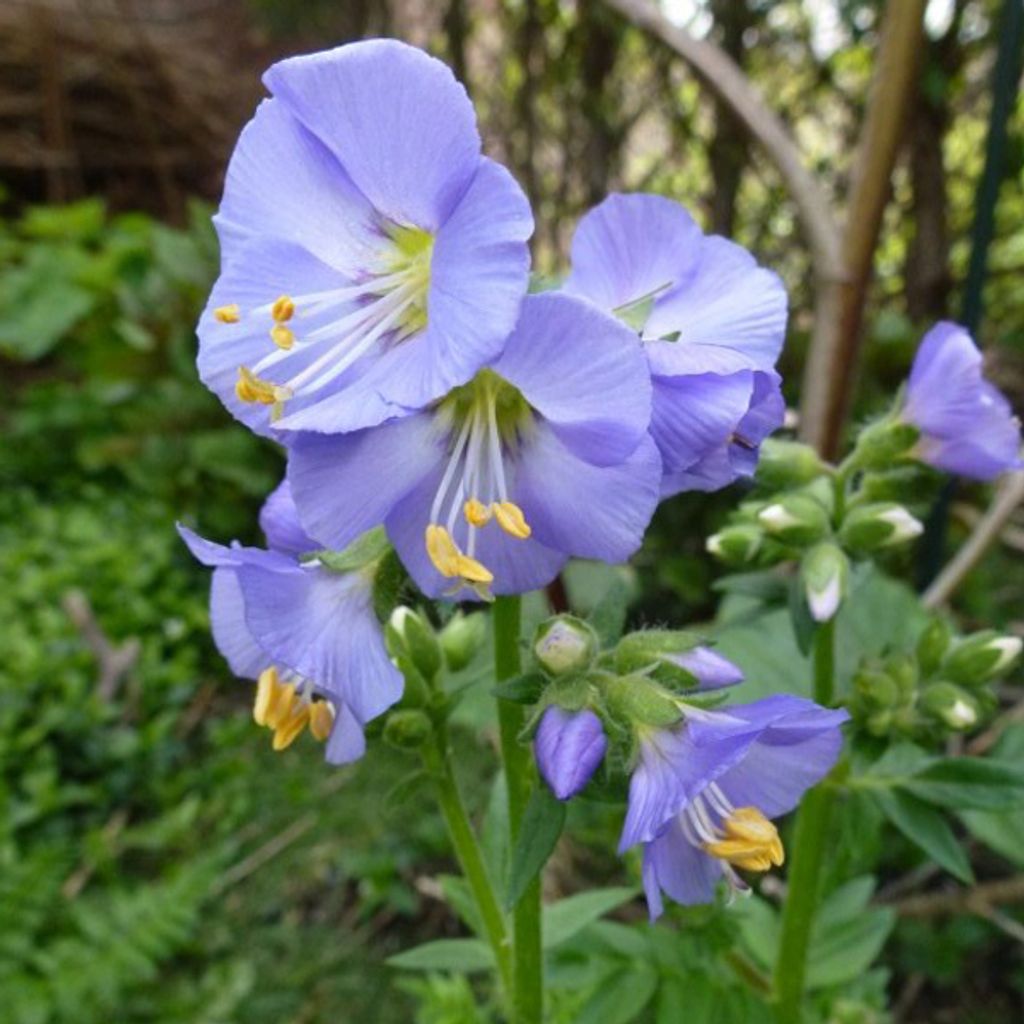 6 x popínavá jakubova žebřík  - Polemonium reptans 'Blue Obrázek produktu 
