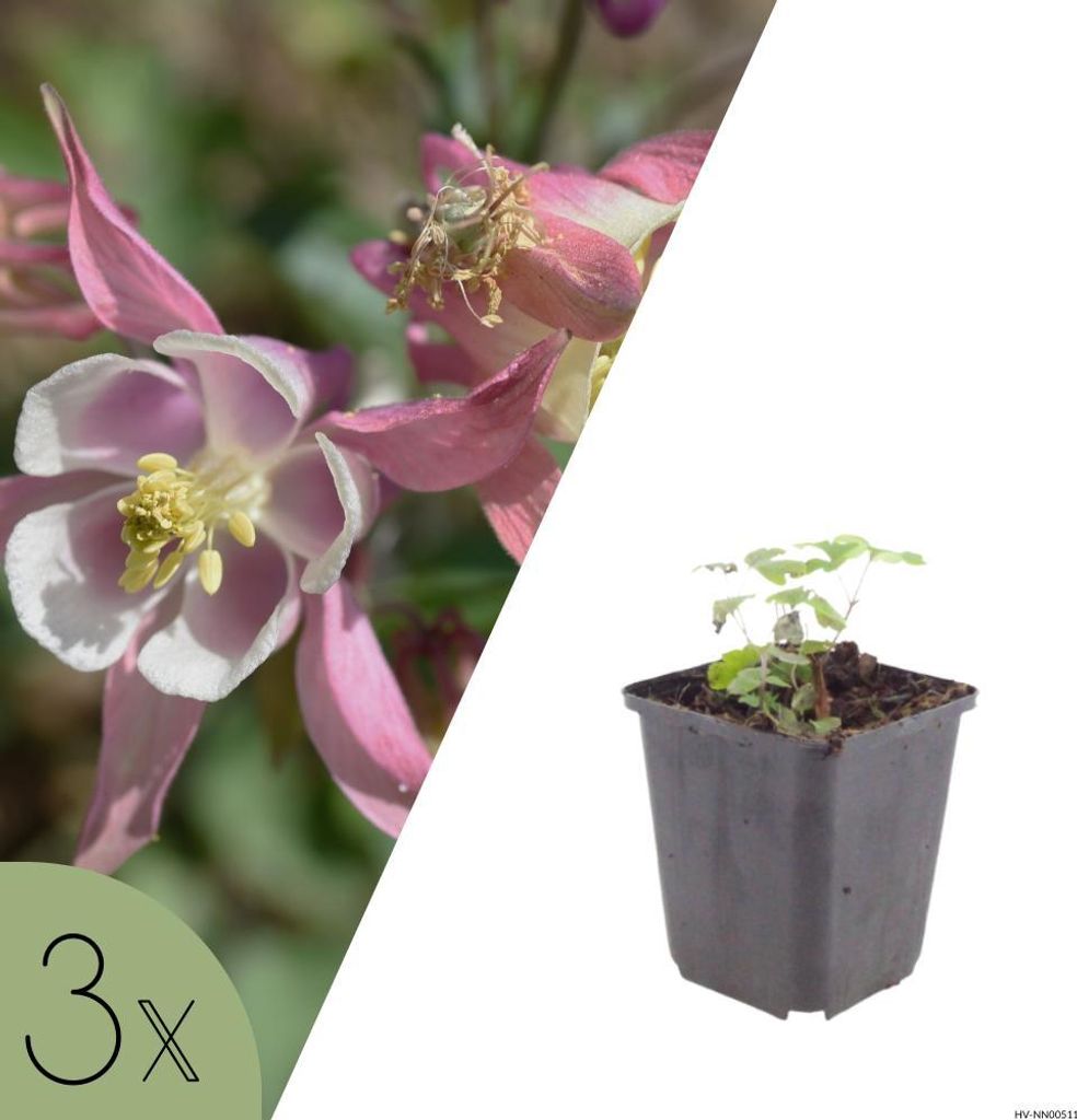 Akelei, Set mit 3 Pflanzen, Aquilegia vulgaris, mehrjährige Gartenpflanzen für Halbschatten