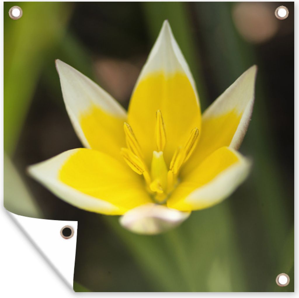 MuchoWow 100x100 cm Outdoor-Poster Gartendeko Sichtschutz Garten Poster für den Garten Blume - Garten - Gelb
