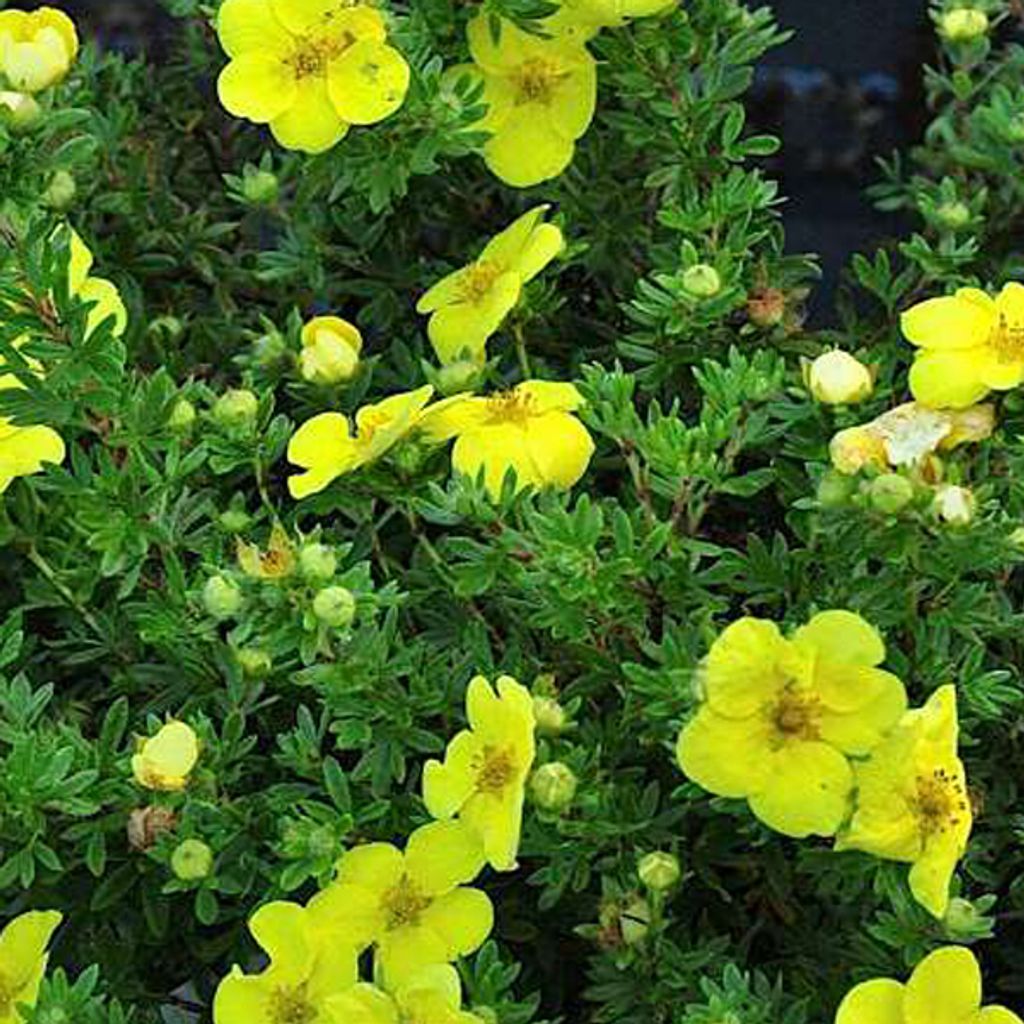 2 x Fingerstrauch - Potentilla fruticosa 'Kobold' | 20-25 cm in Container