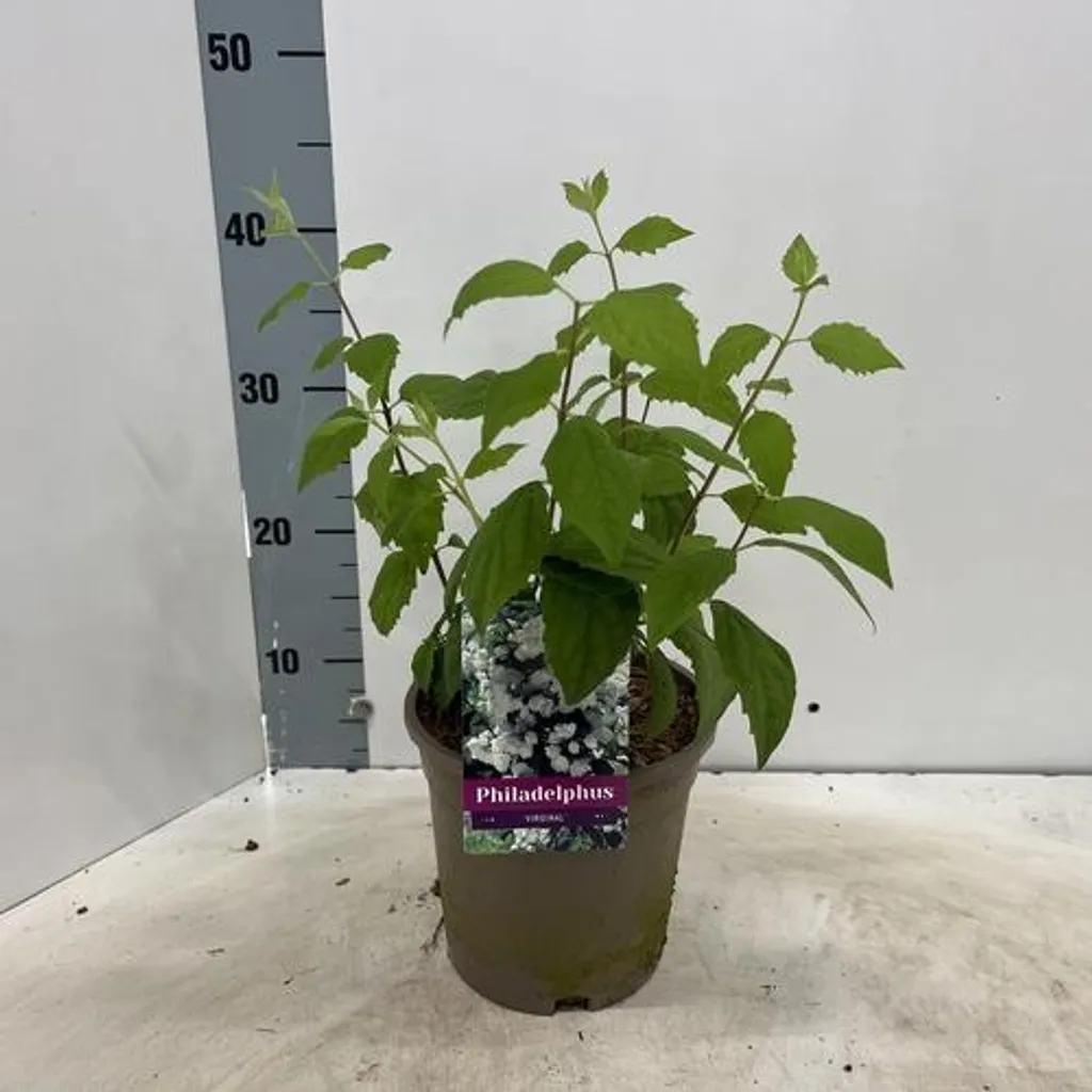 Jasmin des poètes Virginal arbuste fleur blanche parfumé pot 50 cm - 2