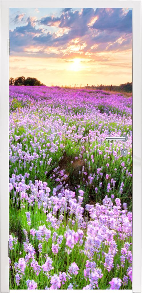 MuchoWow Türtapete Selbstklebende Türfolie Blumen - Lavendel - Lila - Himmel - Sonnenuntergang - Wiese - Natur 75x205 cm Türposter Türaufkleb...