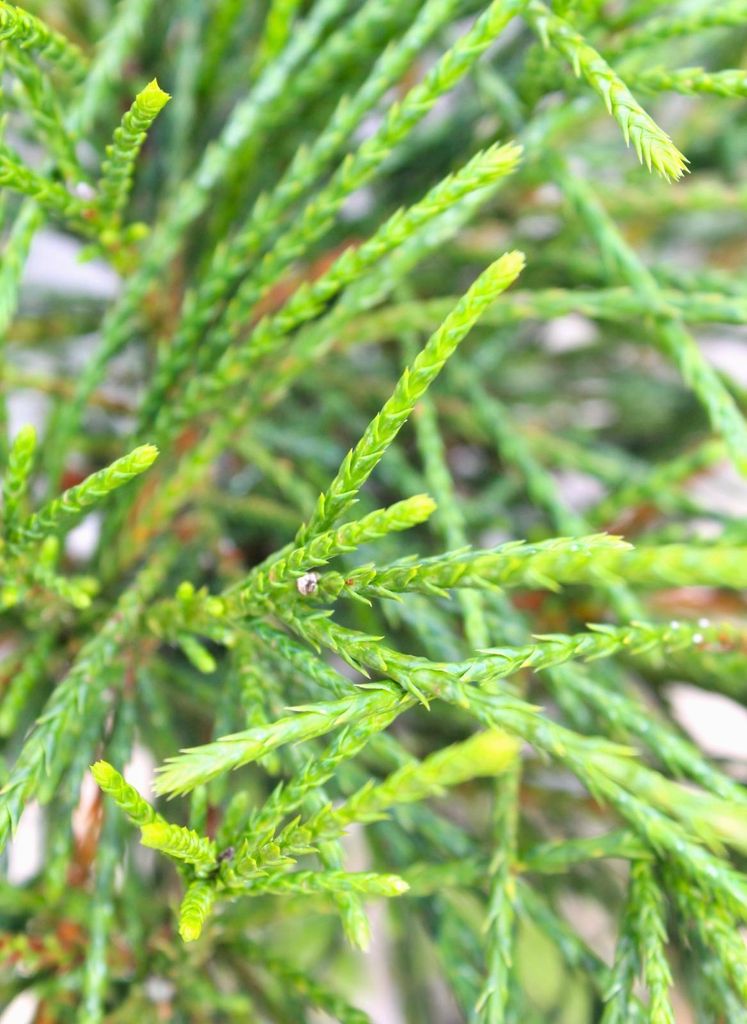 Faden Lebensbaum Thuja plicata Whipcord Hochstamm immergrn