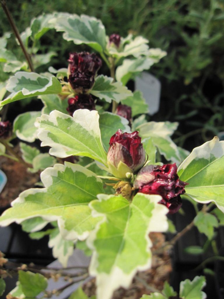 Hibiscus syriacus Purpureus Variegatus - Garteneibisch - 40-60cm