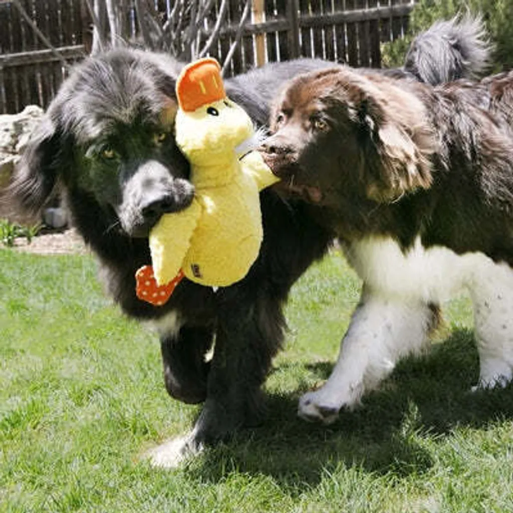 KONG Comfort Jumbo Duck: Peluche Design XL per Cani di Prestigio - 3