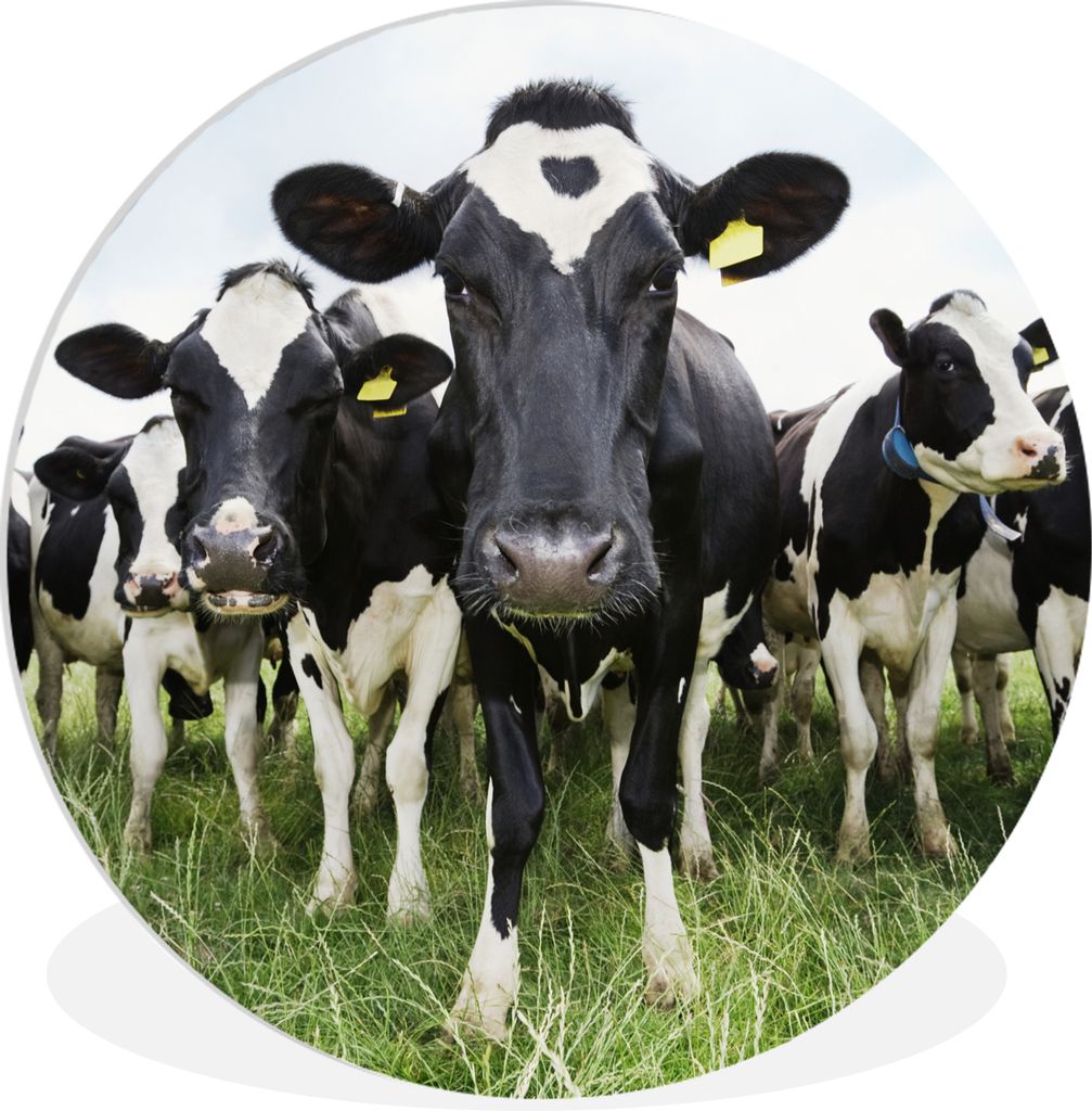 MuchoWow Rundes Wandbild - Runde Bilder Kühe - Gras - Frühling - Tiere - Wiese - Bauernhof Ø 30 cm Kreis Wanddekoration Kunststoff - Wandkreis...