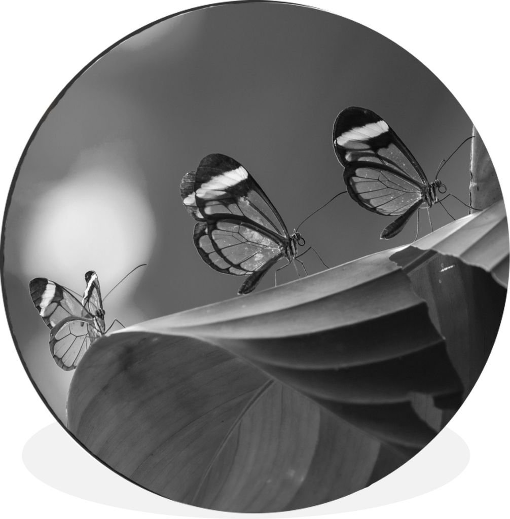 MuchoWow Aluminium Wandkreis Transparenter Schmetterling auf einem Blatt in Costa Rica in schwarz und weiß Ø 60 cm Wanddeko Modern Wohnzimmer -...