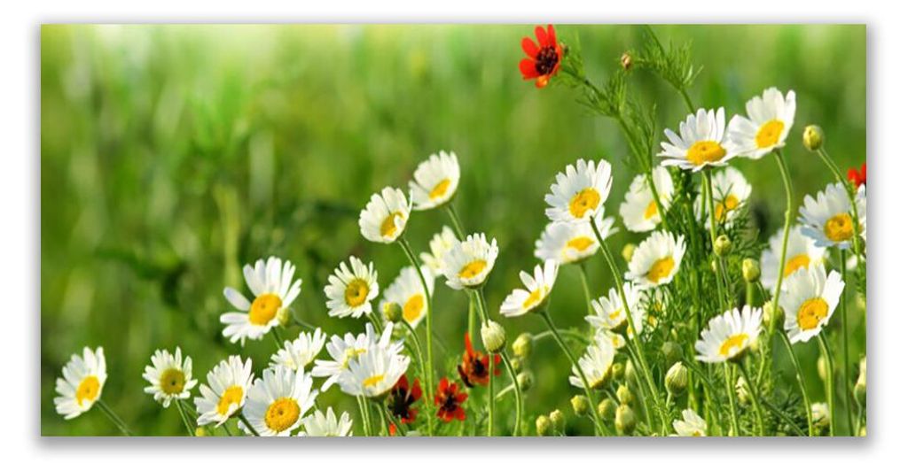 Glasbilder 120x60 Wandbild Druck auf Glas Gänseblümchen Natur