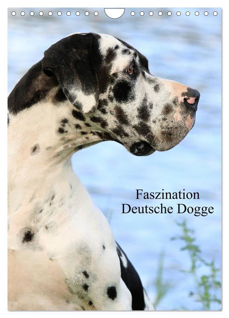 Faszination Deutsche Dogge (Wandkalender 2027 DIN A4 hoch), Produktbild 