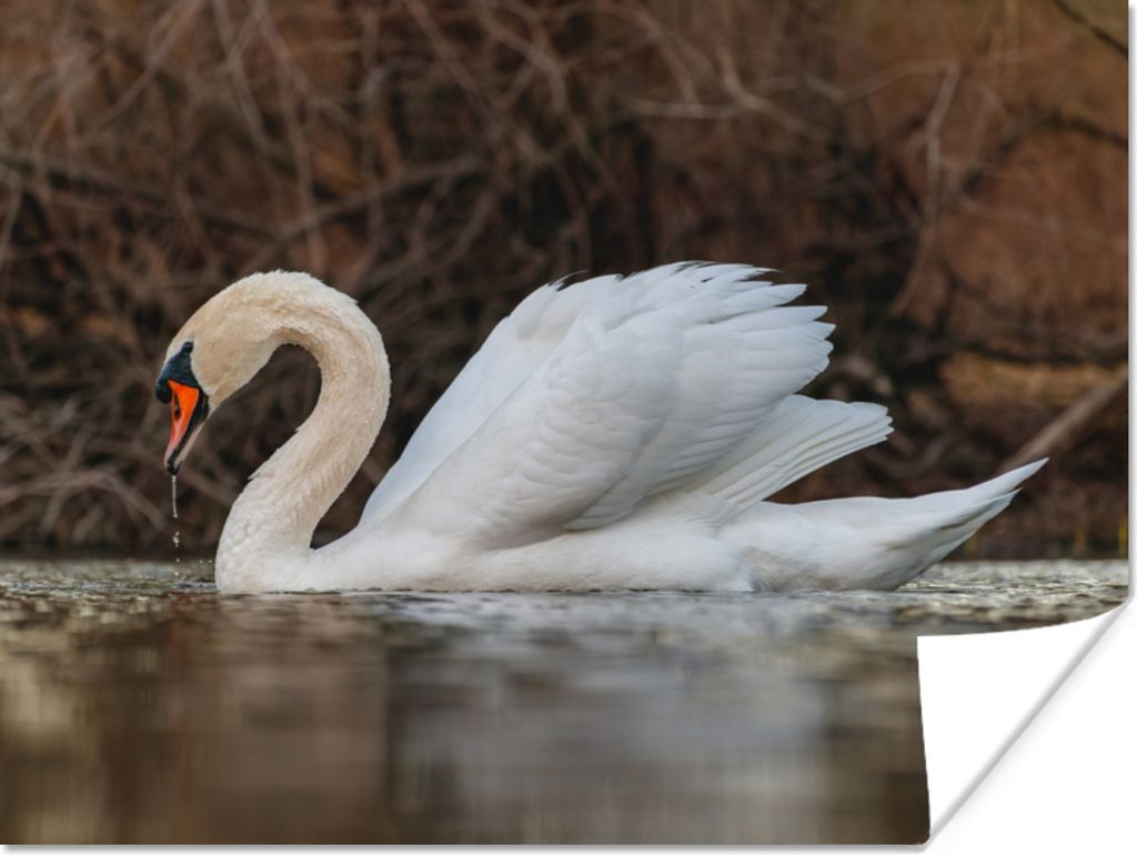 MuchoWow Poster Schwan - Wasser - Tiere - Vogel 120x90 cm - Wandbild