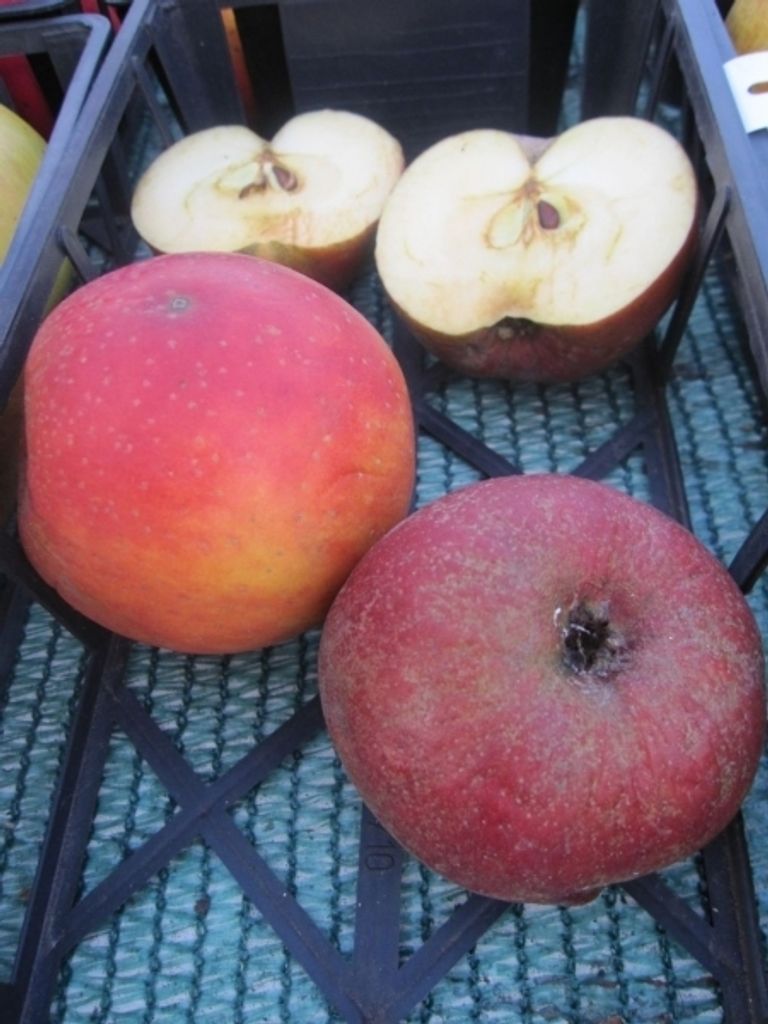 Malus Säulenboskoop - Herbstapfel Säulenboskoop