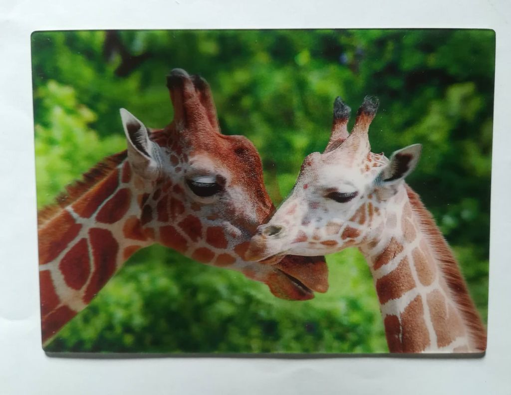 3 D Ansichtskarte Giraffen, Postkarte Wackelkarte Hologrammkarte, Tier Giraffe