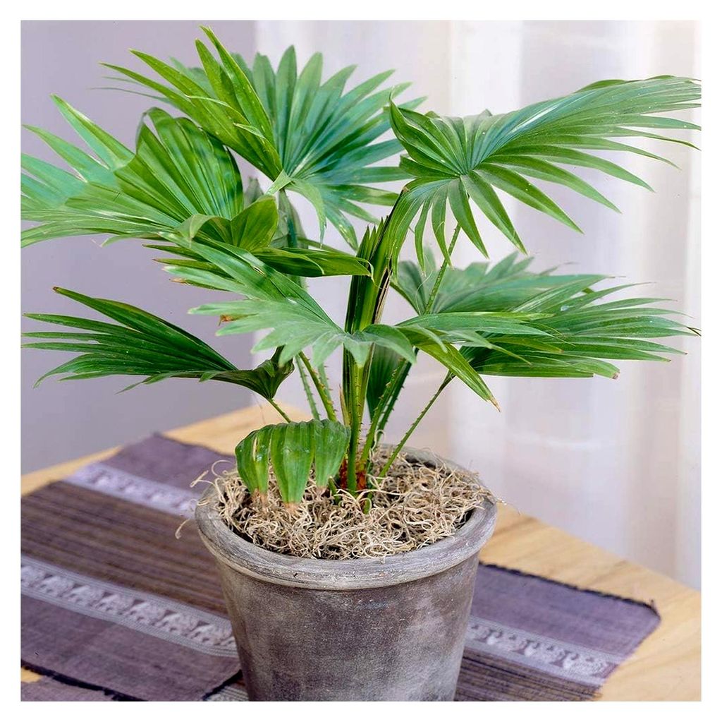 Livistona Rotundifolia Palme - Echte Pflanzen für Innenräume - Zimmerpflanzen - Luftreinigende Pflanze - Für Büro, Wohnzimmer und mehr