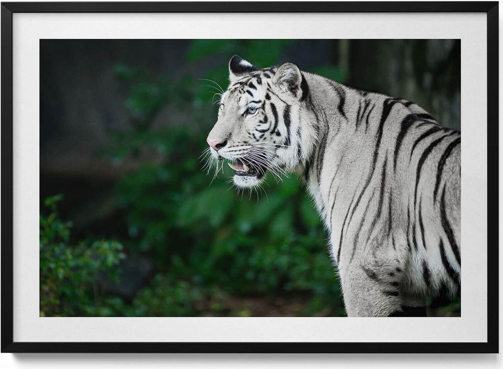 Weißer Tiger im Dschungel– Wandbild mit Rahmen – Gerahmtes Bild – Wanddekoration – 100x70 cm – Schwarz Rahmen
